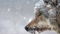 Волки в Туве за месяц задрали овец на 1 млн рублей