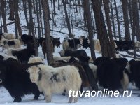 Минсельхоз Тувы проводит пересчет поголовья скота. В хозяйстве "Сайзырал" горной Монгун-Тайги - 700 яков