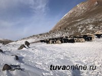 Минсельхоз Тувы проводит пересчет поголовья скота. В хозяйстве "Сайзырал" горной Монгун-Тайги - 700 яков