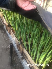 К 8 марта в теплице МУП "Благоустройство" вырастят 9000 тюльпанов