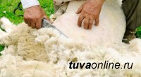 Минсельхоз Тувы предлагает удвоить инвестиции в проект по производству шерсти