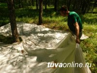 Центр защиты леса Тувы завершает разработку пообъектного плана проведения государственного лесопатологического мониторинга