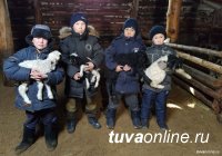 В Туве в окотную кампанию получили 559 тысяч ягнят и козлят
