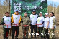 В Туве в рамках акции "Сады памяти" посажены 90 тысяч кедров В Туве в рамках акции "Сады памяти" посажены 90 тысяч кедров