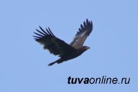 В Туву после зимовки в Персидском заливе и Туркменистане вернулся степной орел Ураган