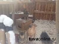 В восточной части Кызыла будет создан приют для бездомных животных