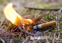 Житель Дзун-Хемчикского района Тувы непотушенной сигаретой нанес лесу ущерб почти на 1 млн. рублей Житель Дзун-Хемчикского района Тувы непотушенной сигаретой нанес лесу ущерб почти на 1 млн. рублей