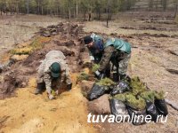 Специалисты Центра защиты леса Тувы посадили 2000 кедров в рамках акции «Сад памяти»