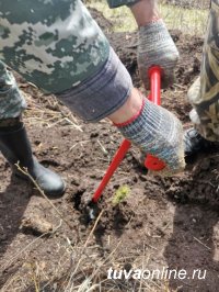 Специалисты Центра защиты леса Тувы посадили 2000 кедров в рамках акции «Сад памяти»