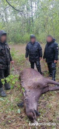 В Улуг-Хемском районе Тувы задержаны браконьеры с тушей лося