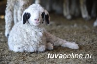 КрасноярскСтат: В Туве поголовье коз и овец на 1 января 2021 года составило 1 млн. 221 тысяч