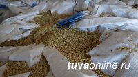 Впервые за 30 лет   Туву семенами пшеницы  обеспечило местное КФХ