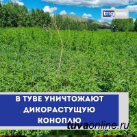 В Туве уничтожают дикорастущую коноплю