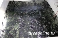 В Туве в реку Енисей выпущены 8,5 тысяч мальков стерляди