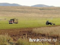 Посевные площади основных сельскохозяйственных культур в Туве увеличились 