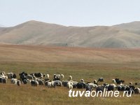 Галина Сафина, Минсельхоз России: Нужно более предметное изучение поголовья сарлыков в Туве, расчеты затрат на содержание этих редких животных