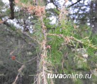 Листовёртка лиственничная серая появилась в тувинских лесах