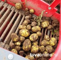 В подсобных хозяйствах колоний Тувы собрано 454 тонн картофеля, 39 тонн капусты, 22 тонны моркови и 11 тонн свеклы.