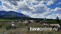 Оленеводческая стоянка "Улуг-Оо" в Тоджинском кожууне Тувы готова принимать гостей