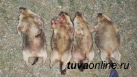 В Туве проводят проверку по факту незаконной охоты на "краснокнижных" сурков