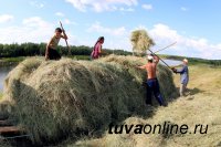 Минсельхоз Тувы проинспектирует районы, отстающие по кормозаготовке