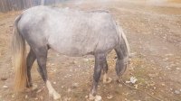 В Туве подросток украл лошадь, чтобы обменять ее на автомашину