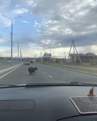 По улицам Кызыла пробежался медвежонок