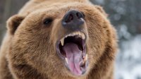 В теле погибшего у тувинского села Бай-Даг медведя выявлен возбудитель бешенства. Введен карантин