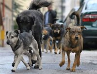 В Туве зарегистрировано более 200 случаев нападения бездомных собак