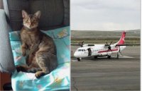 Кошка абиссинской породы потерялась в аэропорту города Кызыла при погрузке в самолет, направлявшийся в Красноярск