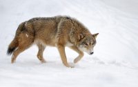 Волки за 15 лет принесли ущерб экономике Тувы на миллиард рублей