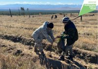 В Туве перевыполнили план по восстановлению леса