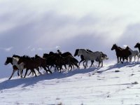 В Туве пограничники пресекли перепас безнадзорных лошадей через границу в Монголию