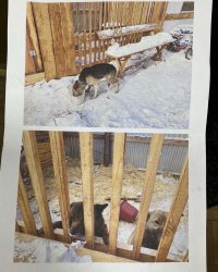 Жительница Кызыла избежала крупного штрафа, построив дворовым собакам вольер и оформив на них паспорта