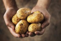 Нуждающиеся семьи Кызыла могут подать документы на "народный картофель"