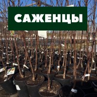 В Кызыле сегодня на сельхозрынке на Иркутской будут продаваться плодовые саженцы