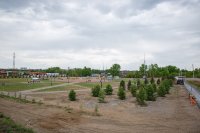 В Кызыле до конца года планируют посадить более 2000 деревьев