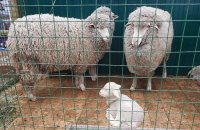 Тува подарит Приморскому краю 100 племенных овец