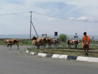 В столице Тувы коровы съели высаженные коммунальщиками цветы и газонную траву