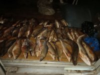 Житель Тоджинского района Тувы наловил краснокнижной рыбы