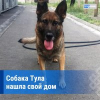 Списанную со службы собаку Тулу из Красноярской таможни приютили в Туве