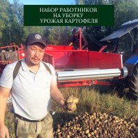 На уборку урожая картофеля в Улуг-Хемский район Тувы приглашает сезонных работников На уборку урожая картофеля в Улуг-Хемский район Тувы приглашает сезонных работников