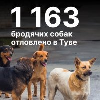 В Туве проектируется первый муниципальный приют для собак со штатными ветеринарами