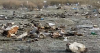 «Километрами ужаса» назвал ОНФ свалку с отходами от убоя скота рядом с Кызылом