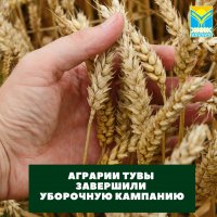 В Туве завершилась уборочная кампания, в лидерах аграрии Каа-Хемского района