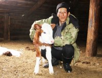 Завезенные в Туву фермером Янчатом симментальские коровы дали первое потомство
