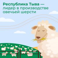 Тува занимает первое место в Сибири по объёму производства шерсти