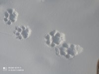 Редчайшее животное планеты - снежный барс прогулялся в Чаа-Хольском районе Тувы