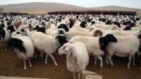 Фермер из Приморья Кирилл Андреев намерен разводить тувинских породистых овец