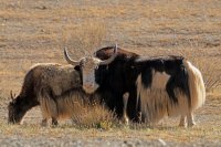 Тувинские животноводы получат около 50 млн рублей на поддержку племенного животноводства